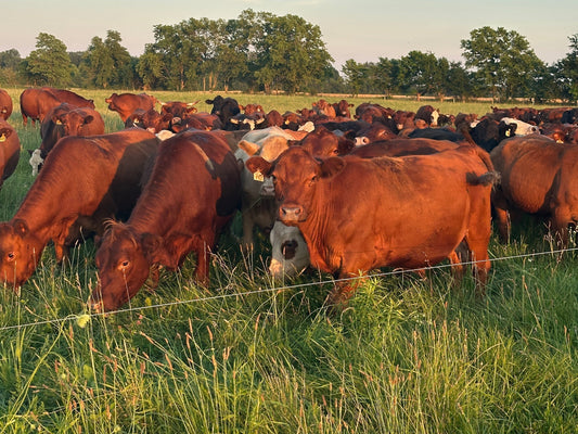 Grass-fed cattle grazing on pasture at Tyner Pond Farm in Central Indiana