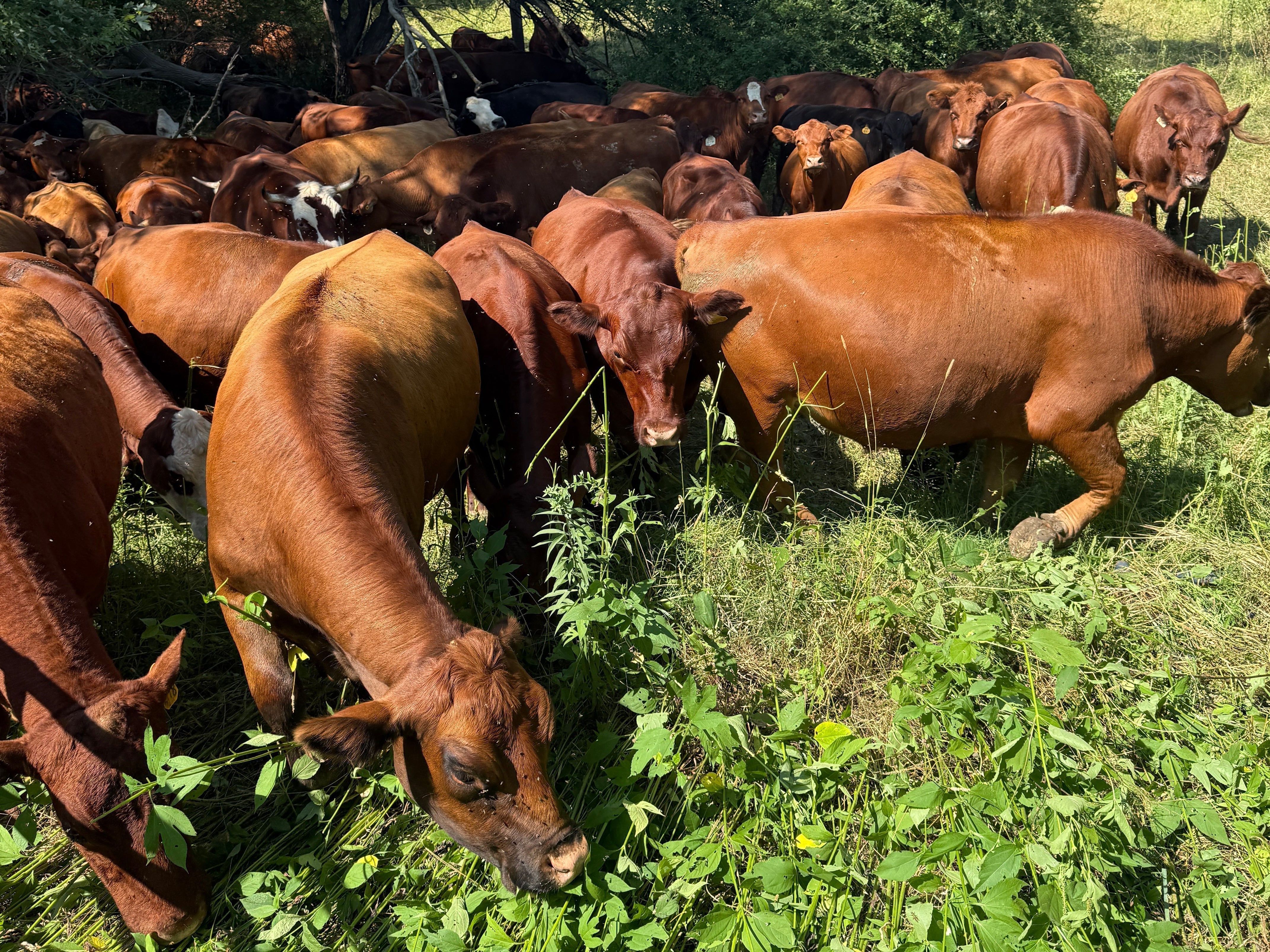 A herd of South Poll and Corriente-influenced cattle grazing on pasture at Tyner Pond Farm in Indiana. These breeds are selected for thriving on forage and producing high-quality grassfed beef without grain, vaccines, or antibiotics.