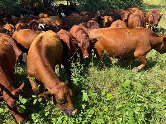 A herd of South Poll and Corriente-influenced cattle grazing on pasture at Tyner Pond Farm in Indiana. These breeds are selected for thriving on forage and producing high-quality grassfed beef without grain, vaccines, or antibiotics.