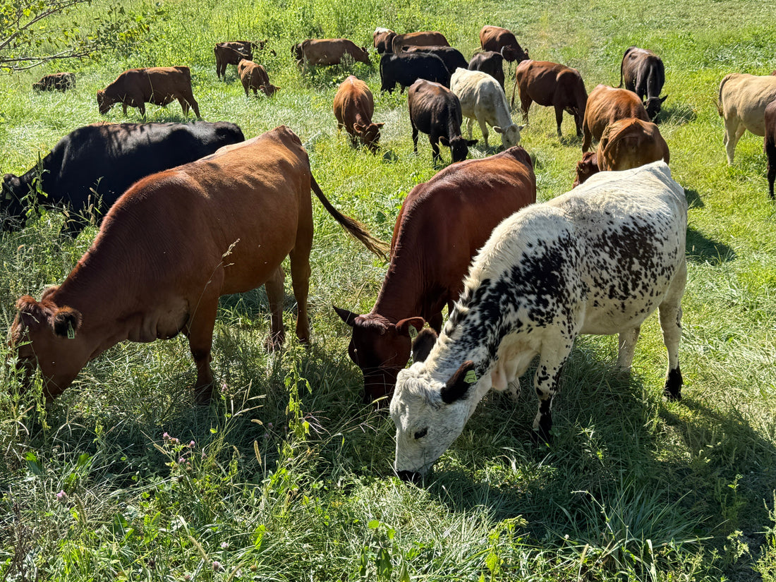 A mixed herd of cattle, including red, black, and a white speckled cow, grazing on tall green pasture at Tyner Pond Farm during rotational grazing.