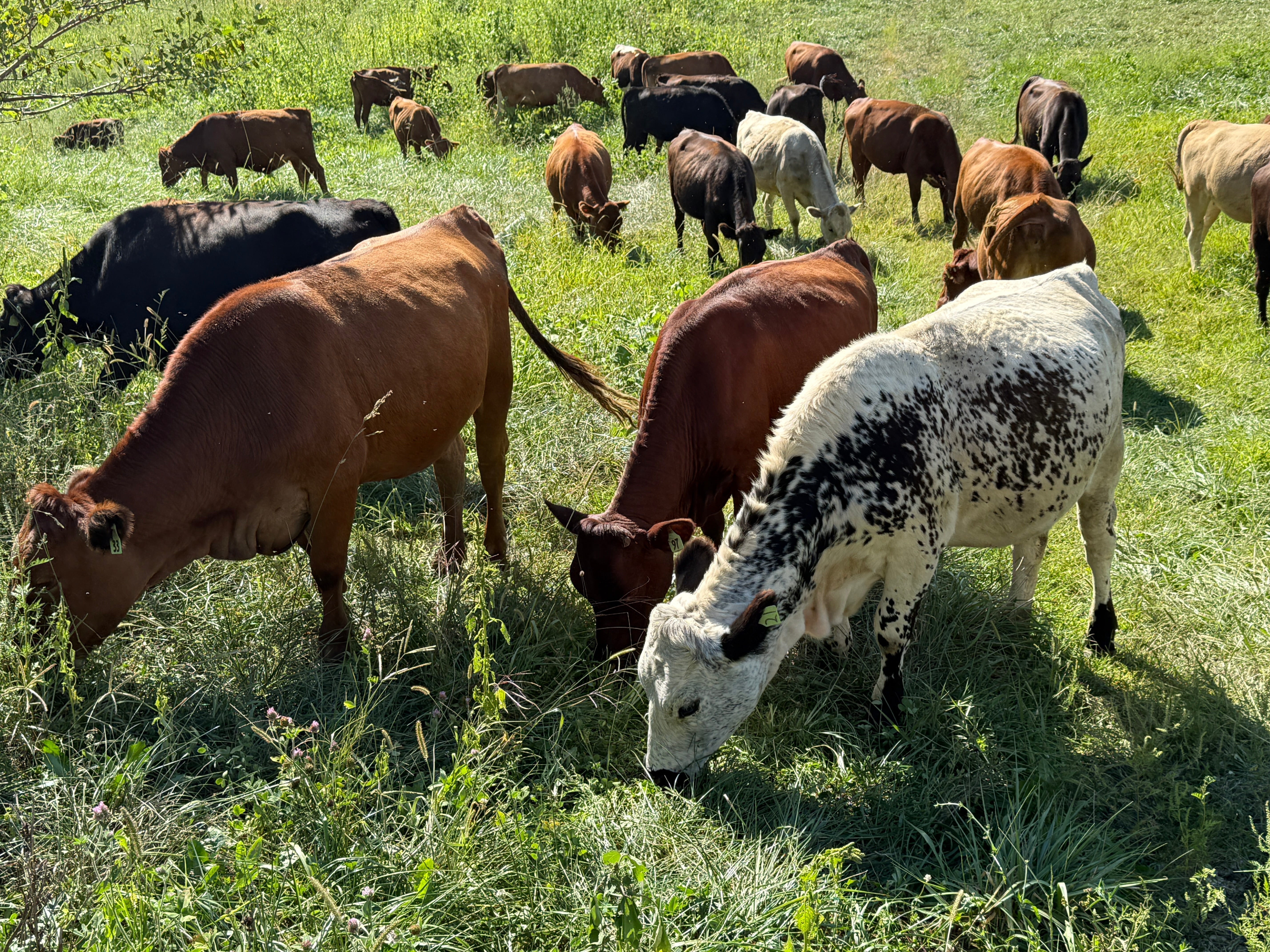 A mixed herd of cattle, including red, black, and a white speckled cow, grazing on tall green pasture at Tyner Pond Farm during rotational grazing.