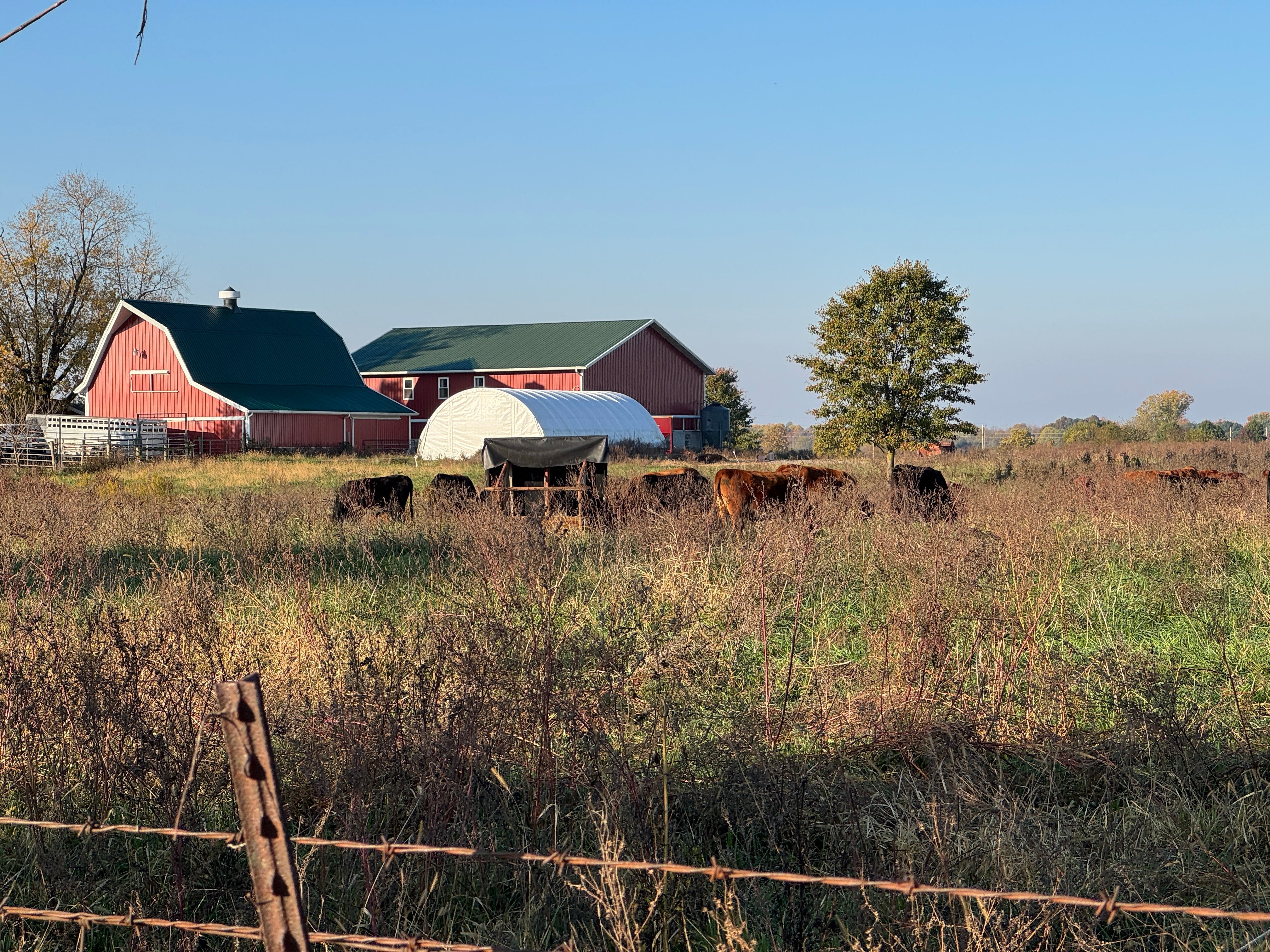 Indiana Based Regenerative Farm in Hancock County