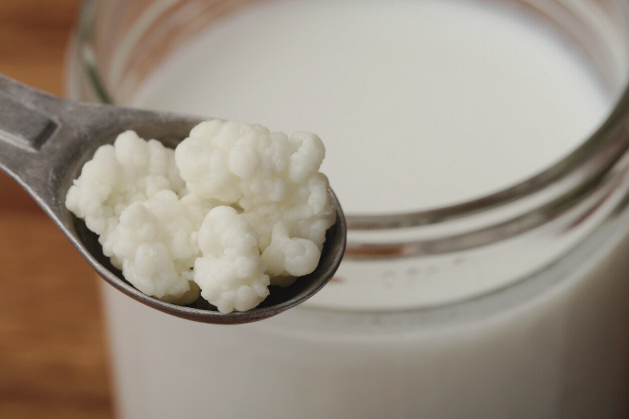 kefir grains on a spoon above a jar of grass-fed raw milk from a local Indiana farm