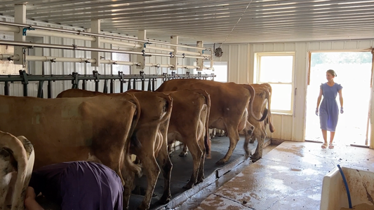 Raw Milk, Raw Milk Cheese, Local Raw Milk