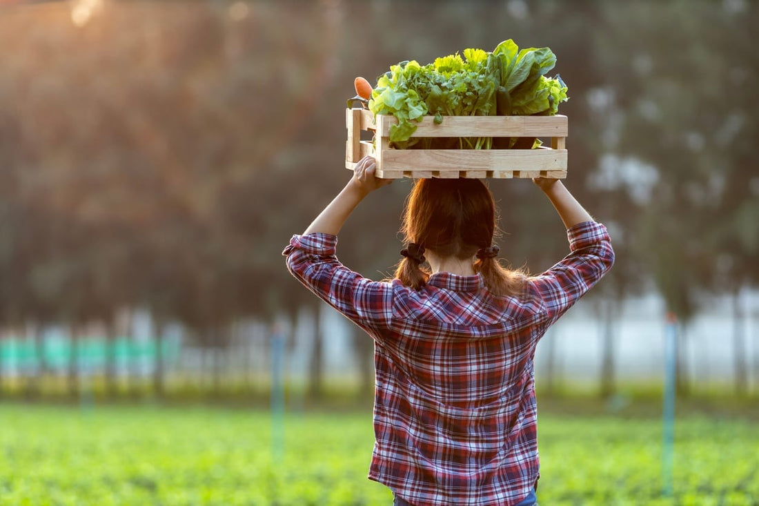 Person carrying a crate of fresh, locally grown vegetables harvested from the farm, showcasing chemical-free produce