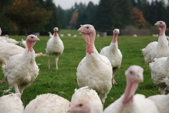 Turkey from Tyner Pond Farm on Pasture