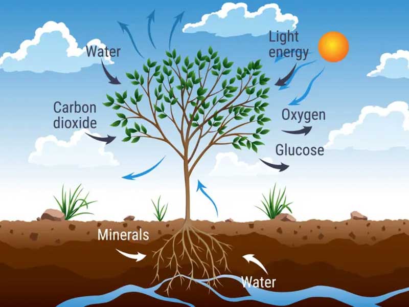 Restoring-Grassland-Ecosystems