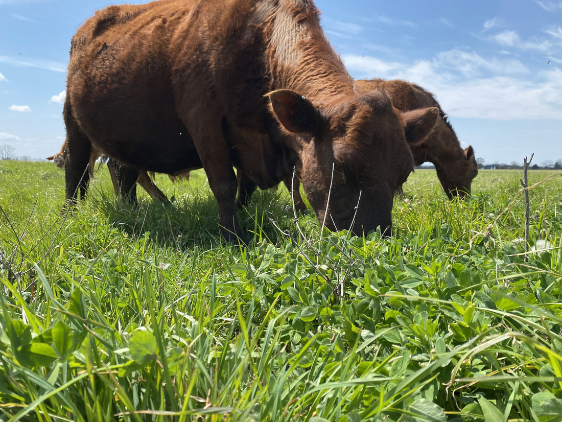 Grass fed beef Tyner Pond Farm South Poll