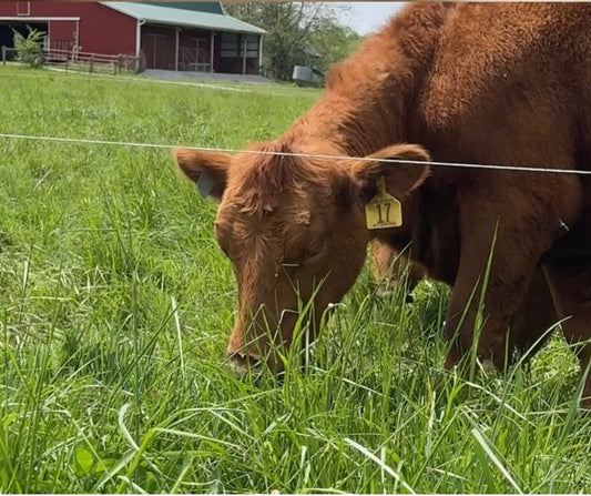 Grass-fed cow grazing bright green pasture in September at Tyner Pond Farm in east-central Indiana