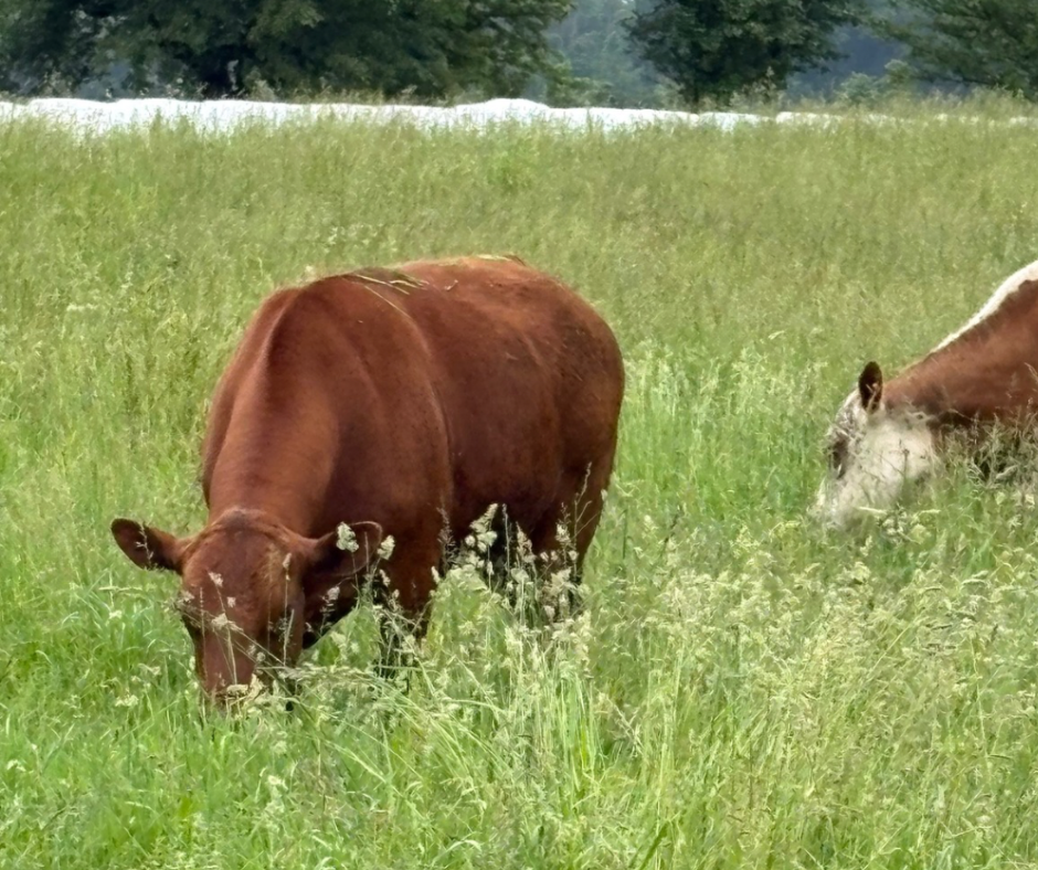 Grasasfed Cattle Grazing on Indiana Pasture at Tyner Pond Friend