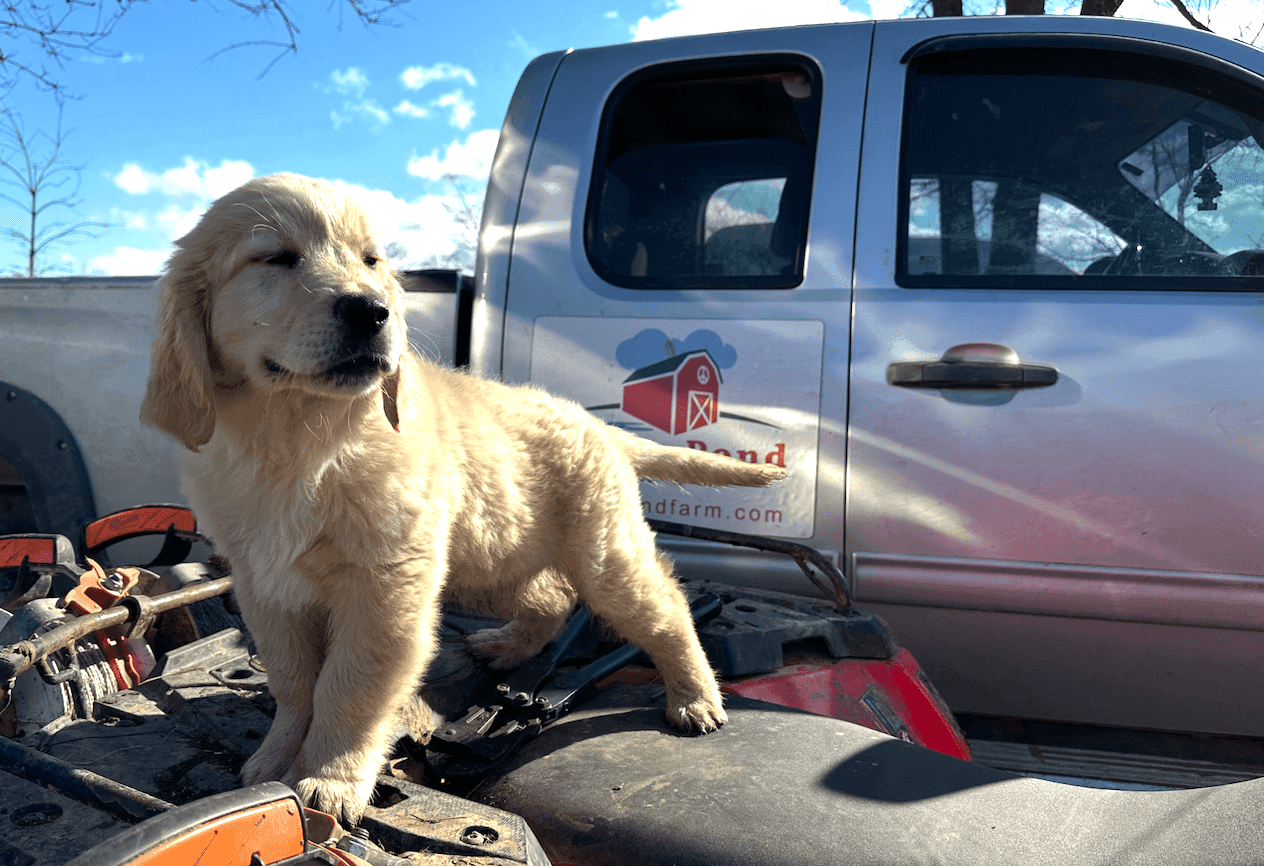 Puppy at Tyner Pond Farm starting a raw food diet for healthy growth and development.