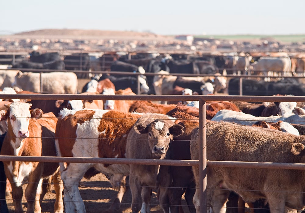 Texas Panhandle cattle deaths