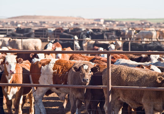 Texas Panhandle cattle deaths
