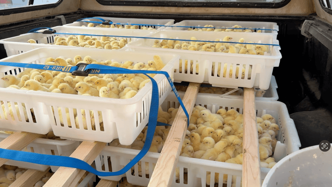 Pharmaceutical-free chicks in the back of a pickup truck, safely transported to Tyner Pond Farm