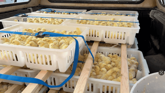 Pharmaceutical-free chicks in the back of a pickup truck, safely transported to Tyner Pond Farm