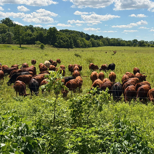 Tyner Pond Farm cattle grazing a naturally diverse Indiana pasture managed through grazing and recovery.