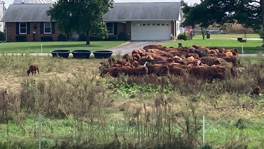 Cattle grouped behind temporary polywire in a pasture with woody vegetation on Andy’s farm in central Indiana.
