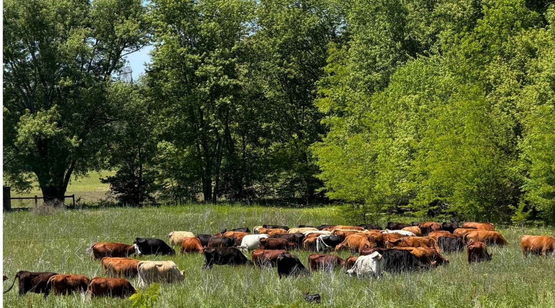 Cattle grazing on spring pasture in Central Indiana at Tyner Pond Farm