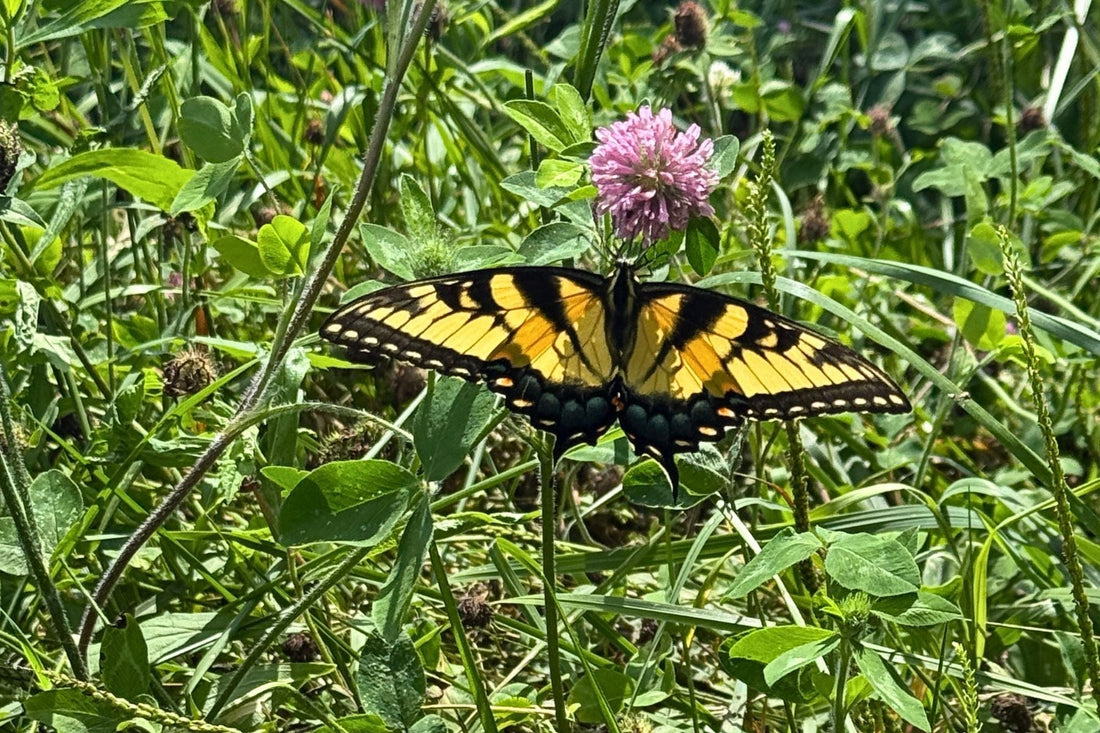 Eastern Tiger Swallowtail feeding among flowering plants in a diverse cattle pasture at Tyner Pond Farm in Central Indiana.