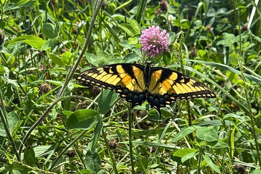 Eastern Tiger Swallowtail feeding among flowering plants in a diverse cattle pasture at Tyner Pond Farm in Central Indiana.