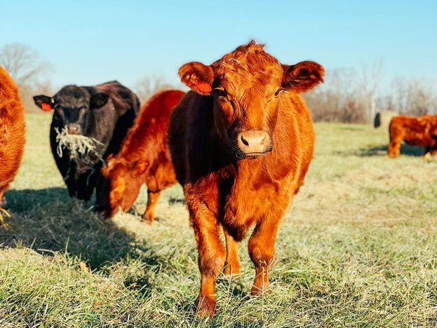 The Truth About Grass fed Beef  (Part 2)