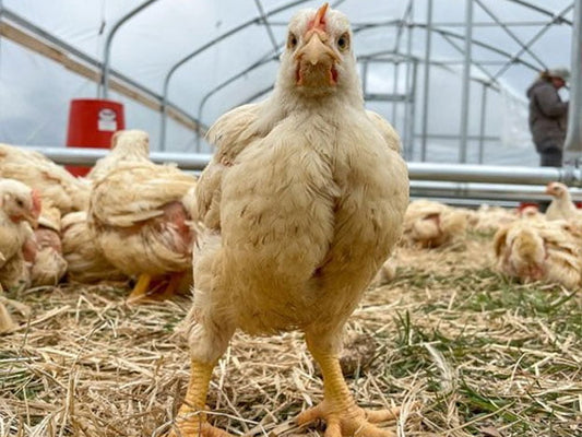 The Changing Requirements Behind Organic