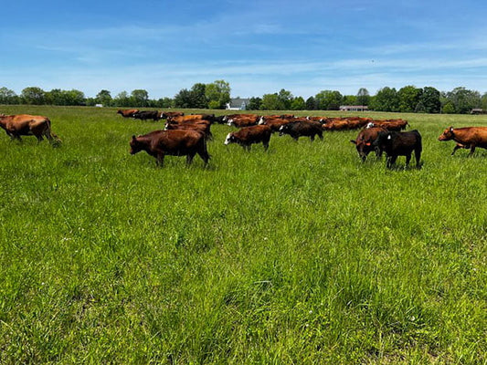 Is Our Beef Grass Fed or Grass Finished? Is It Organic?
