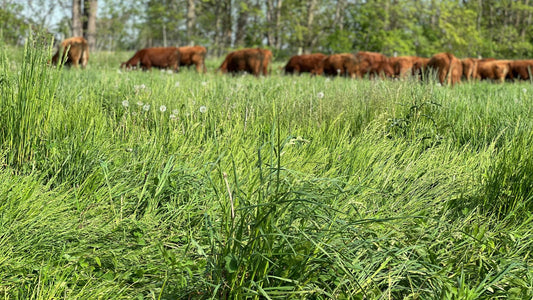 Tall, thick pasture grass in the foreground, with cattle and calves resting behind a temporary fence at Tyner Pond Farm in Indiana.