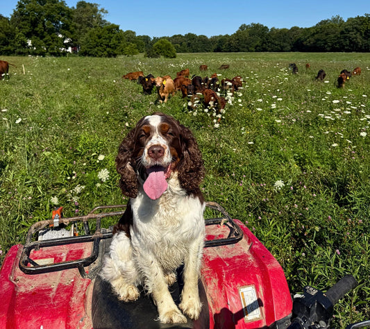 George the farm dog sitting on a red four-wheeler while cattle follow through summer pasture at Tyner Pond Farm in Indiana.