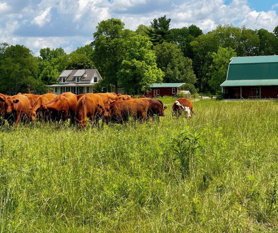 Tyner Pond Farm cattle grazing diverse summer pasture near the farmhouse and barn in Greenfield, Indiana.