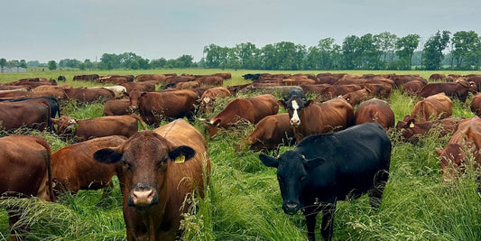 Grass-fed beef raised on pasture linked to measurable changes in human blood metabolites after a meal