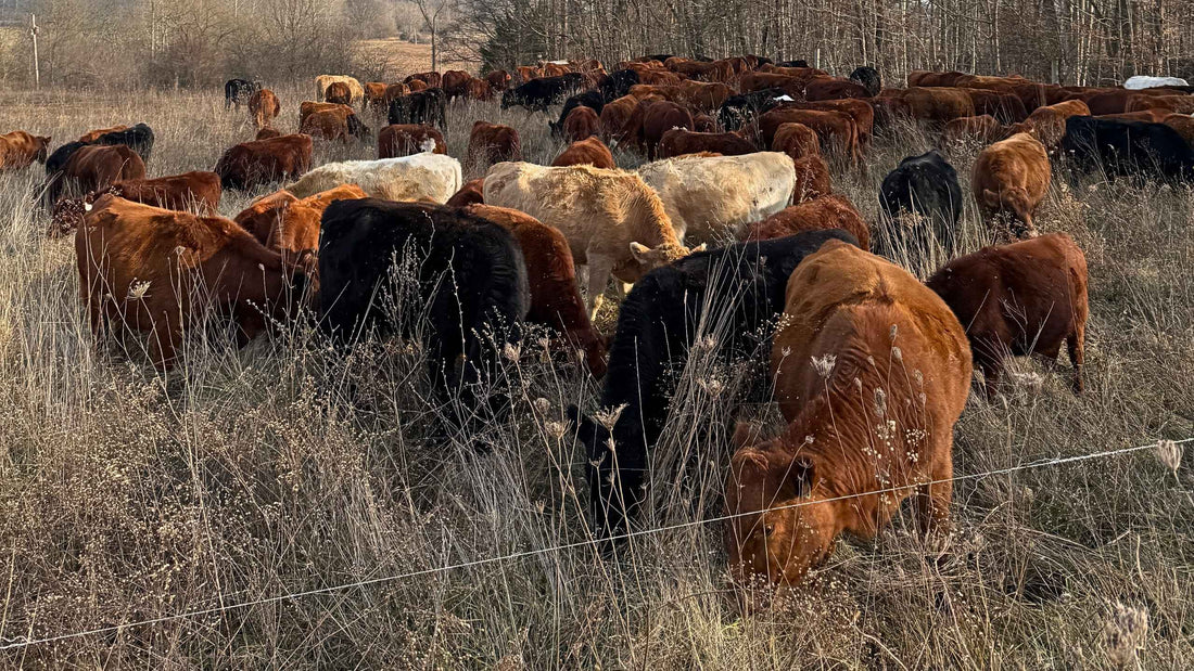 Grass-fed cattle grazing stockpiled forage during winter in Indiana