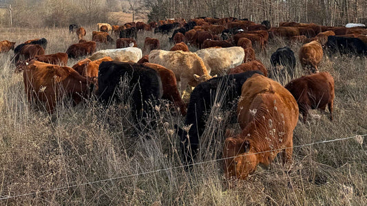 Grass-fed cattle grazing stockpiled forage during winter in Indiana