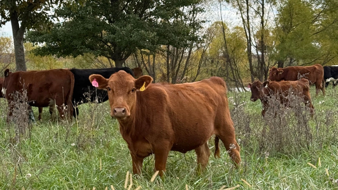 Grass-fed calf grazing diverse pasture at Tyner Pond Farm in central Indiana