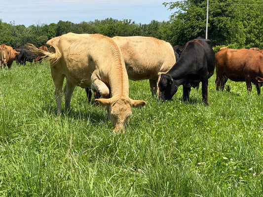 Tan, black and brown grass-fed cattle grazing on green pasture at Tyner Pond Farm in Indiana