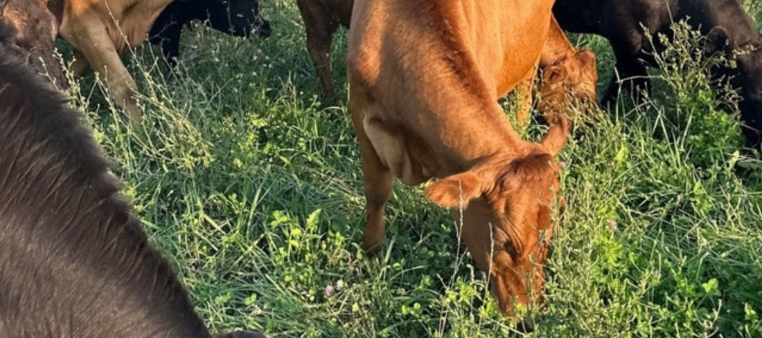 Grass-fed cattle grazing on diverse pasture at Tyner Pond Farm in Greenfield, Indiana, with red barn in background