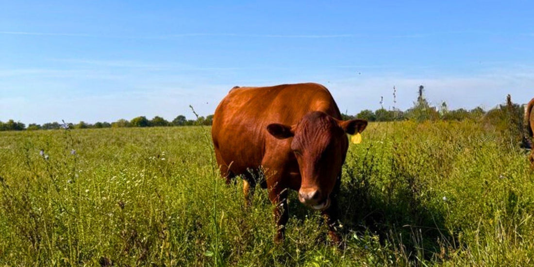 grass finished cattle grazing diverse Indiana pasture linked to higher omega 3 and vitamin E levels in beef