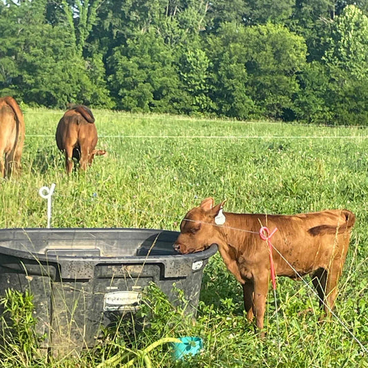 Nearly two-month-old grassfed beef calf drinking water independently on a Central Indiana pasture at Tyner Pond Farm