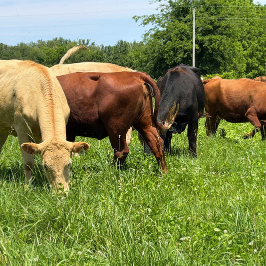 Grassfed beef Cattle In Indiana