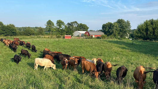 Grassfed cattle grazing on pasture at Tyner Pond Farm in Hancock County, Indiana, showing local farmland being used for regenerative agriculture.