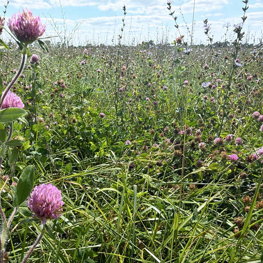 Flowering red clover, grasses, and other forage plants growing at different heights in a Tyner Pond Farm pasture.