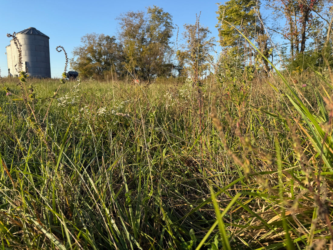 Standing pasture with green grasses and seed heads at Tyner Pond Farm, with a grain bin and trees in the background.