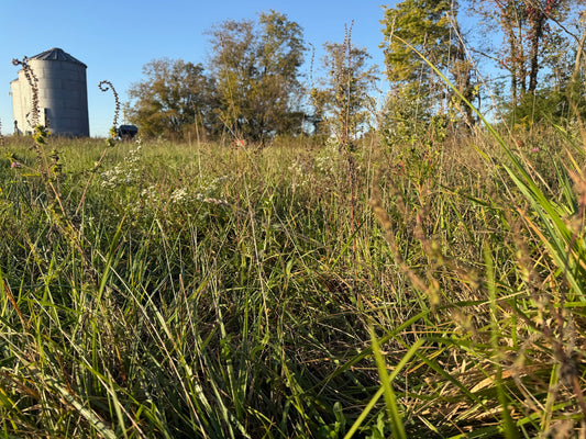 Standing pasture with green grasses and seed heads at Tyner Pond Farm, with a grain bin and trees in the background.
