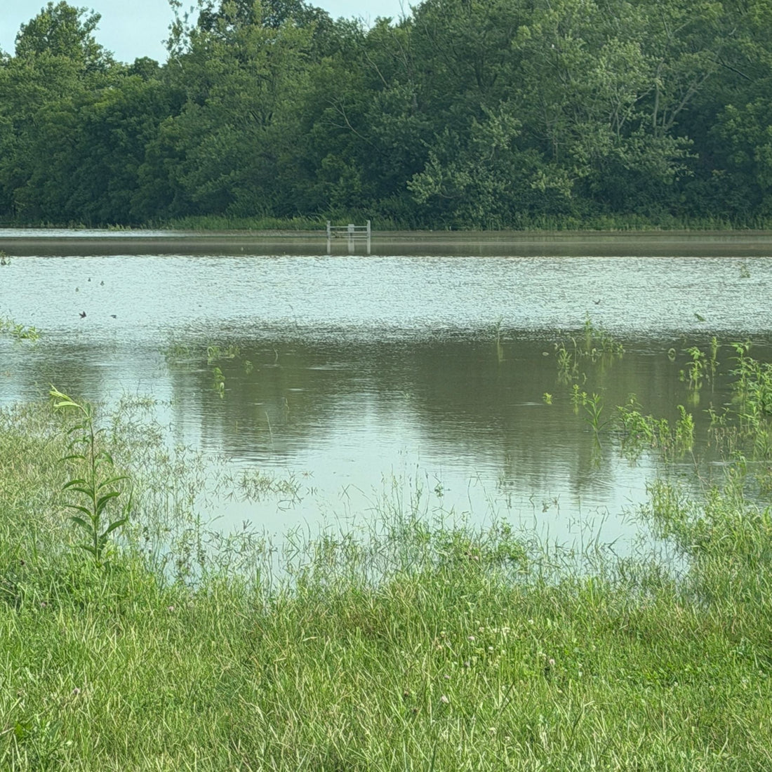We had more than four inches of rain at Tyner Pond Farm yesterday.