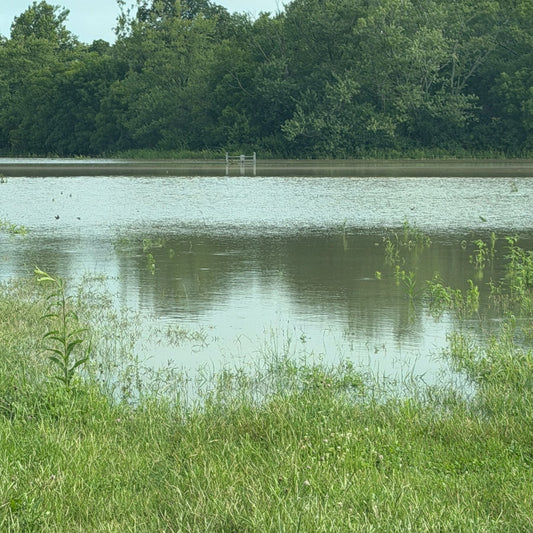We had more than four inches of rain at Tyner Pond Farm yesterday.