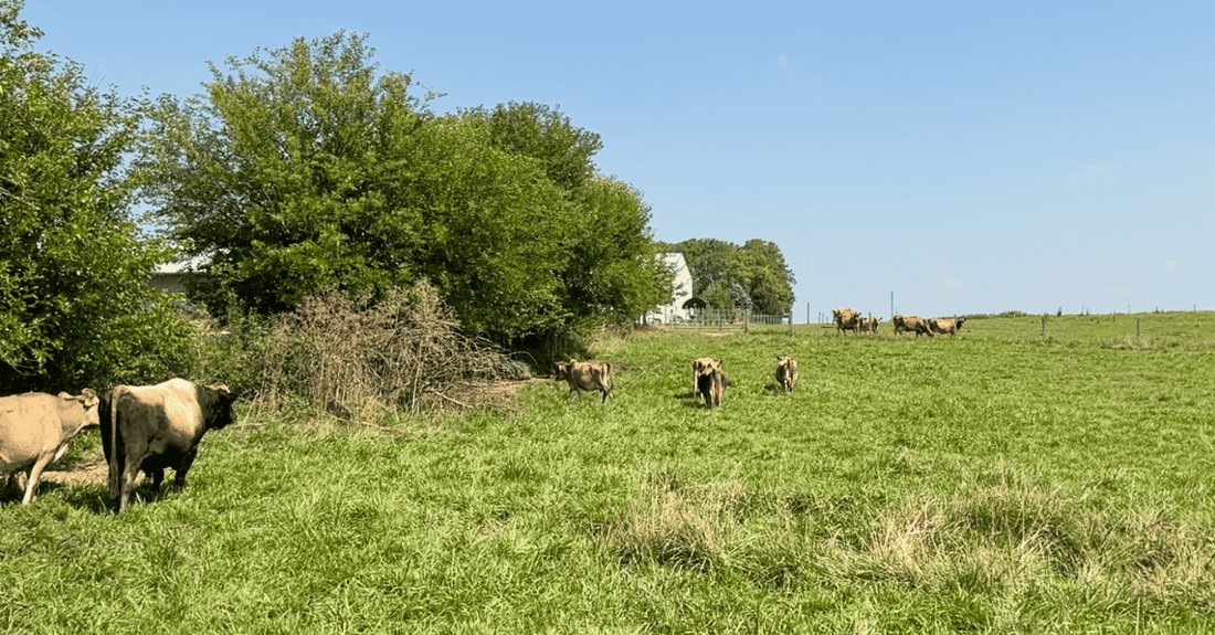 Grassfed A2A2 Jersey cows grazing at Kemp’s Organic Dairy in Indiana.