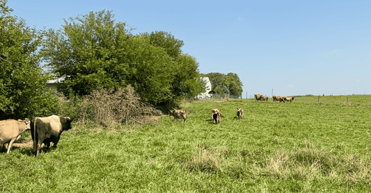 Grassfed A2A2 Jersey cows grazing at Kemp’s Organic Dairy in Indiana.