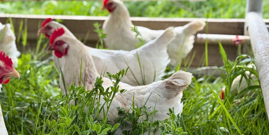 Local pasture-raised chickens on grass in Central Indiana near Fishers and Carmel