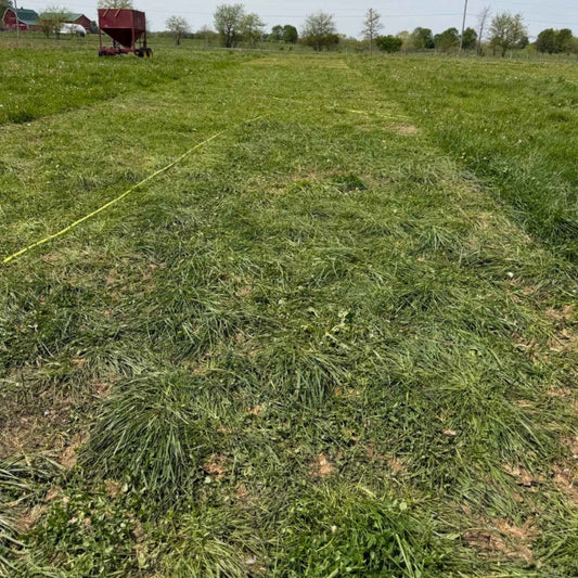 Track left behind after a mobile chicken house was moved to fresh pasture at Tyner Pond Farm in Central Indiana