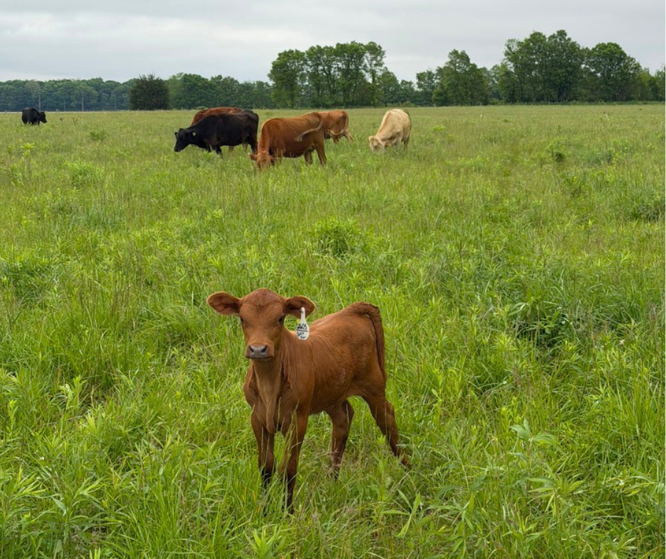 Not All Grass-Fed Beef Is the Same